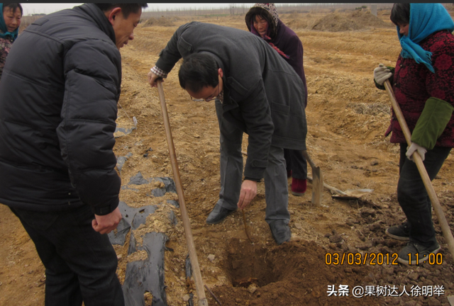 桃树科学栽植是建园关键，有哪些技术呢