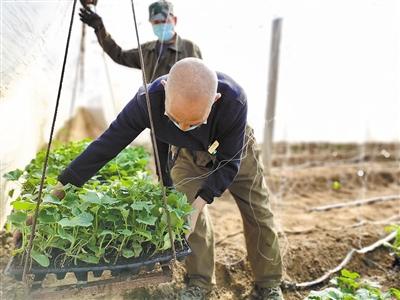 大棚甜瓜种植方案，很全面、实用，建议收藏