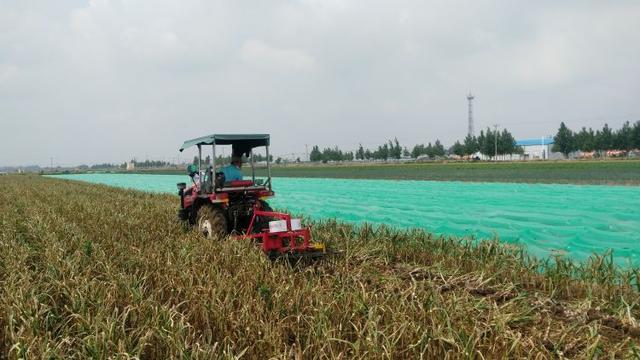 平度仁兆镇东寨子村：大蒜种收实现全程机械化 生产效率提高20倍