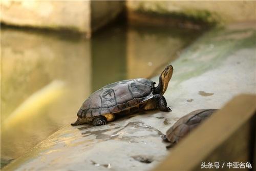 浅谈今后石金钱龟的养殖前景