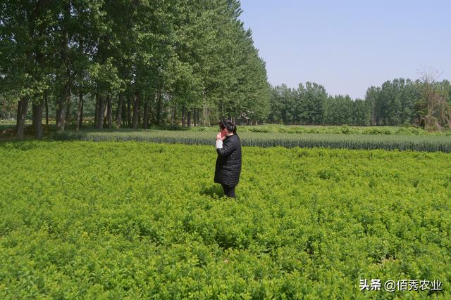 中药材涨价，农民种植反而陷入迷茫，未来5年能赚钱的品种有哪些