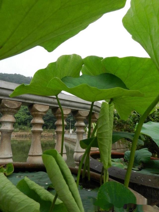 用旧水缸种莲藕，荷叶片片、花朵鲜艳，秋天收获一大盆