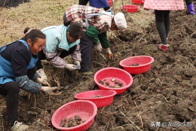 五六块一斤，药用和食用价值都很高的马蹄，怎么种植才更高产？