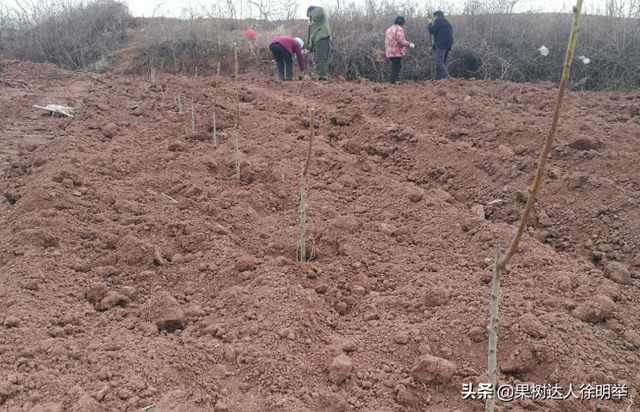 桃树科学栽植是建园关键，有哪些技术呢