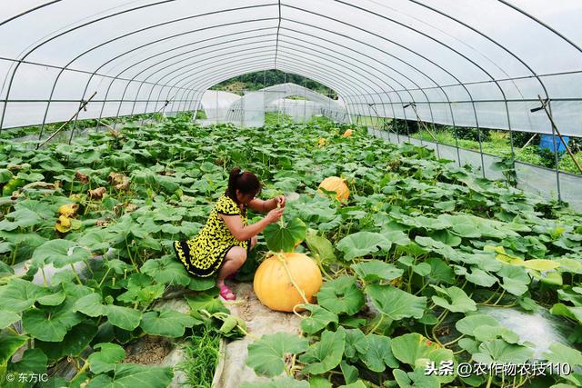 反季节大棚南瓜怎么种植？产量高、品质好、多，卖钱？