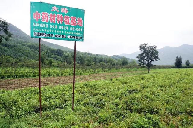 大兴镇大兴村：中草药里藏着“致富良方”