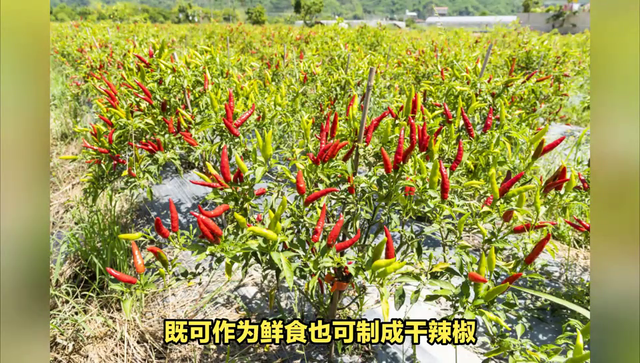 朝天椒的种植方法和注意事项，你知道吗？