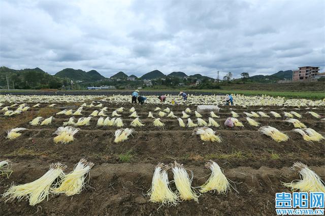 清镇市暗流河村：“订单农业”让韭黄种植产销无忧