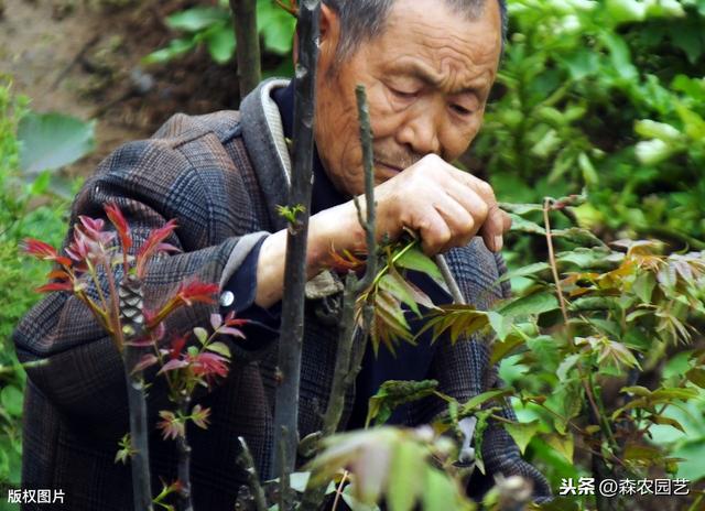 天鹰椒与大棚香椿的栽培技术，掌握高产栽培技术，管理轻松产量高