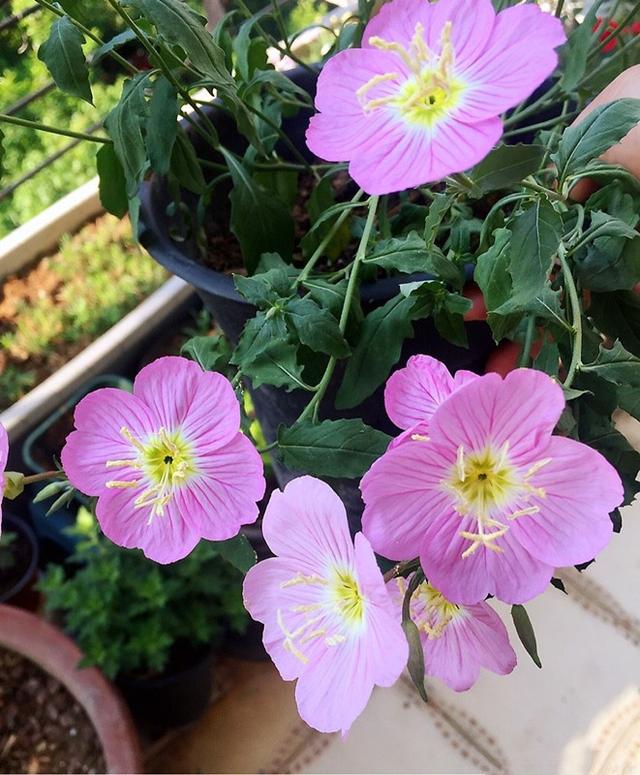 新手养花可以选择这种花卉，给点水就开花灿烂，花期长达半年以上