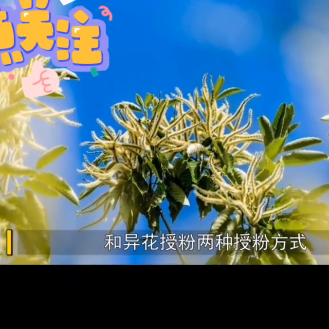 板栗栽培技术：板栗的生长特性有哪些？