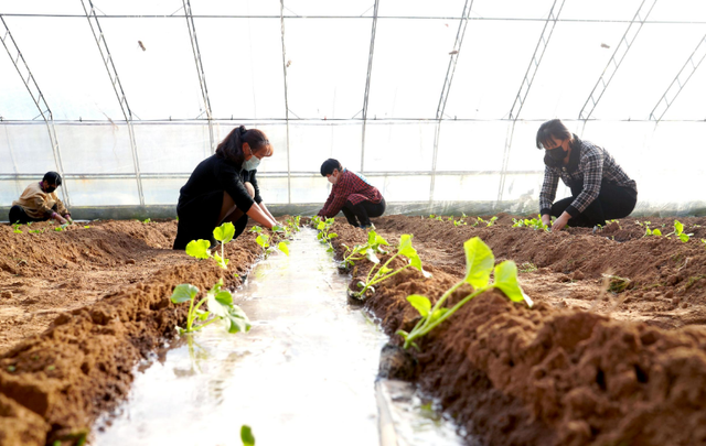 大棚甜瓜种植方案，很全面、实用，建议收藏