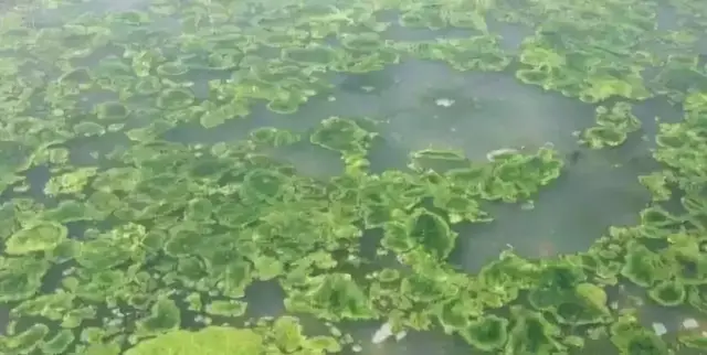 底质决定成败！水产养殖是否成功全看你的池塘底质好不好