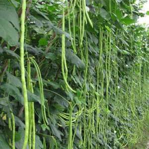 金寨种植什么(金寨县高山夏季豇豆栽培技术)