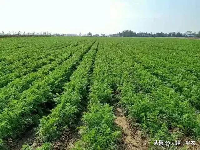 胡萝卜种植时间及重点措施