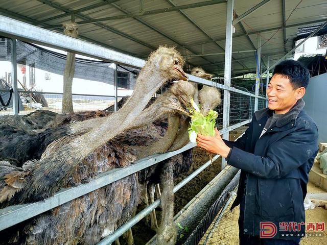 灌阳：鸵鸟“拓”出致富路