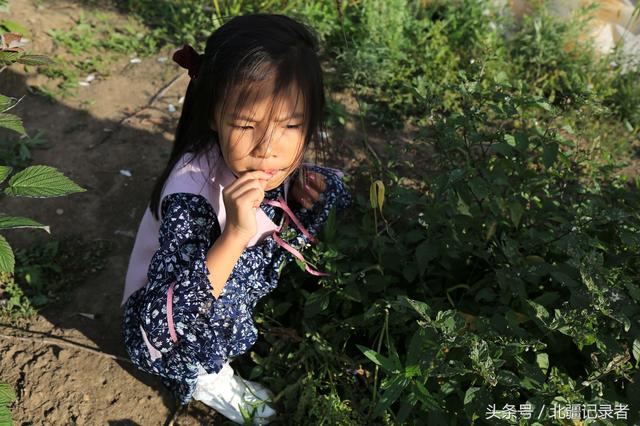 东北农村采摘园的葡萄熟了，18个品种长势喜人，不用进城销售一光