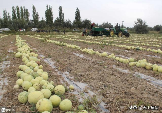 北疆打瓜高产种植技术