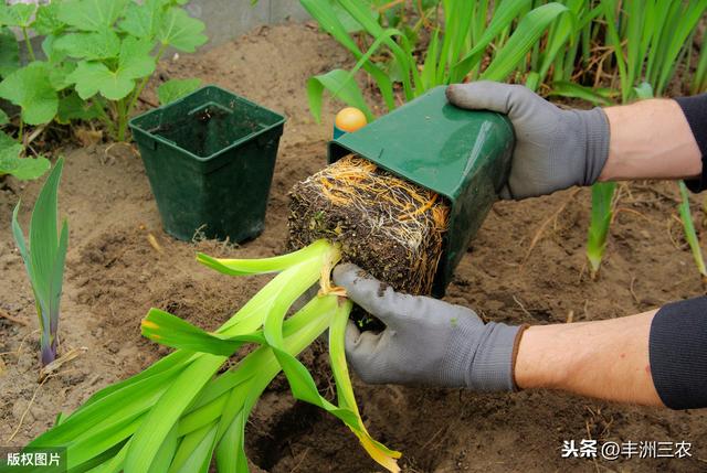 黄花菜种植技术，管理很重要，这些知识点你知道吗