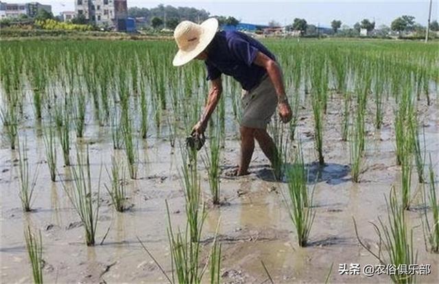 五六块一斤，药用和食用价值都很高的马蹄，怎么种植才更高产？