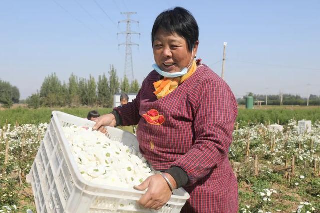 撸起袖子加油干 风雨无阻向前行——西义羊村百亩药菊喜获丰收