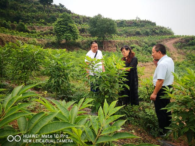 小小瓜蒌，遍地茱萸——一个IT女老板的农业梦