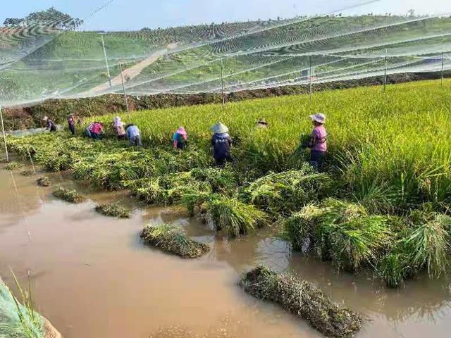 广西南宁市邕宁区：鱼稻共生种养双收产业兴