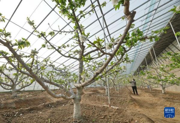 河北秦皇岛：樱桃树花芬芳 农民管护忙