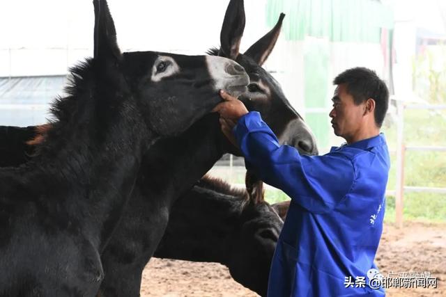 年收入20万，邯郸广平“驴司令”骑着毛驴奔小康