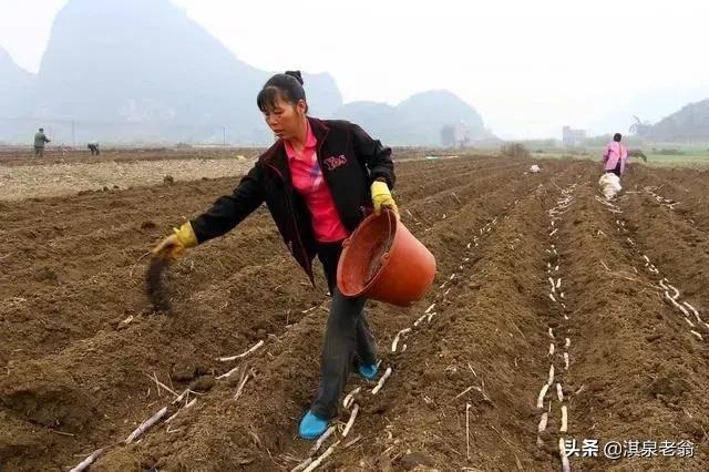 红薯高产种植施肥有讲究