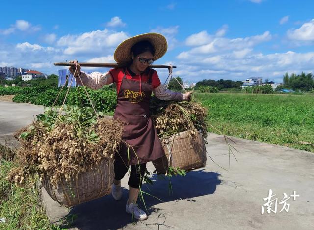 梅州兴宁：IT夫妇回乡种花生，“金豆子”铺出致富路