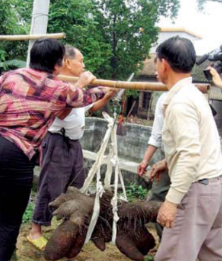 大薯：型如其名，果然是大