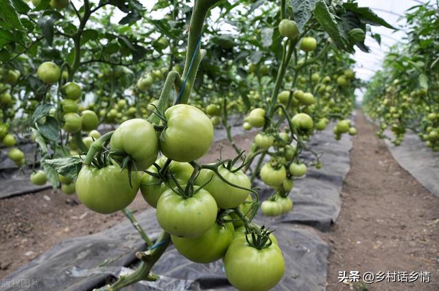 种植黄瓜、豆角和番茄，先把这些核心问题弄明白，想长不好都很难