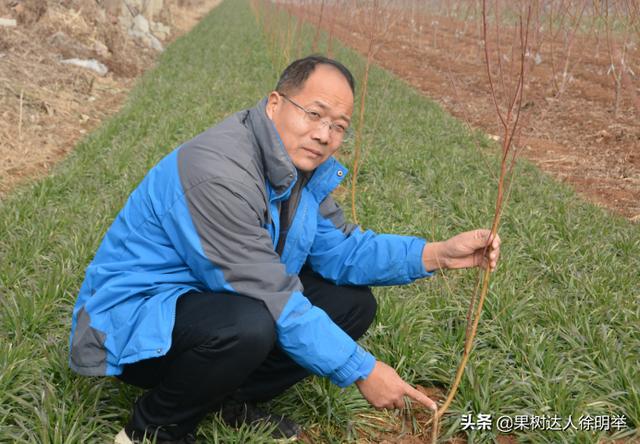 桃树科学栽植是建园关键，有哪些技术呢