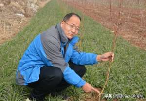 桃树种植株距(桃树科学栽植是建园关键，有哪些技术呢)