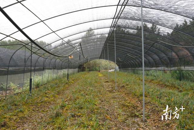 连平生态园种植基地巡礼①铁皮石斛成田源镇村民致富“良药”