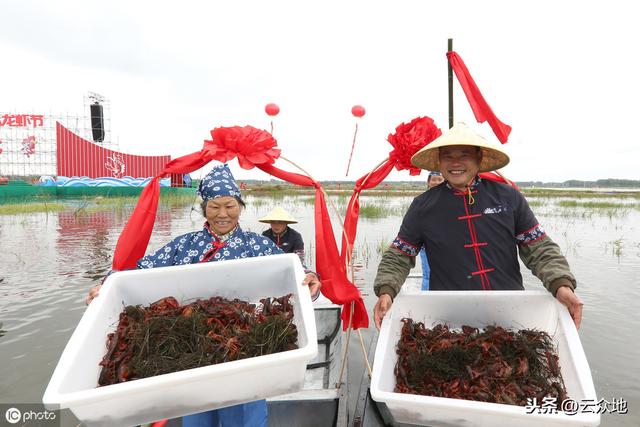 6月份虾稻田管理要点：调节水位、水质，加大水草管护力度很重要