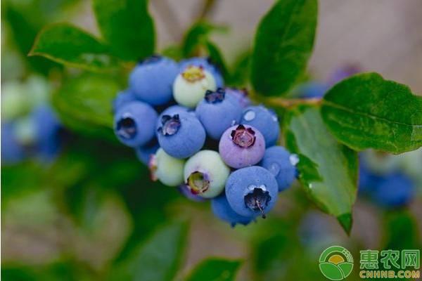 蓝莓种植中，营养土怎样制作？土壤pH如何调节？