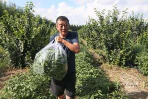 绿公主养殖(公主岭市绿公主合作社联合外省市种植庭院辣椒喜获丰收)