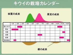 猕猴桃苗的种植技术(「农业」初学者也能简单栽培猕猴桃的方法)