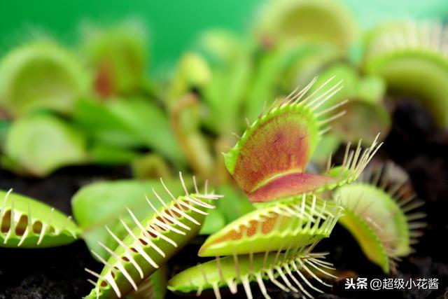 食肉植物捕蝇草怎么养，夏天变成驱蚊好帮手