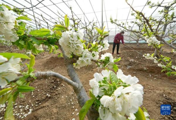 河北秦皇岛：樱桃树花芬芳 农民管护忙