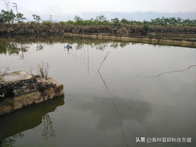 水产微生物，养鱼大用处：4种常用微生物制剂的作用和注意事项