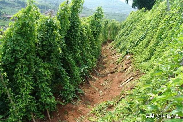 淮山药栽培技术，种植技术分享，希望能够帮助你