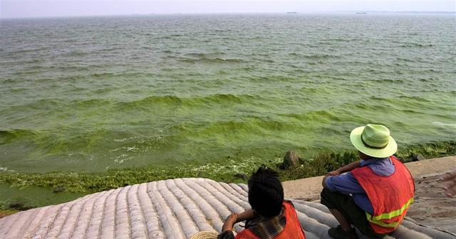 太湖深陷“蓝藻病”，07年引发水危机，鲢鳙成“治水功臣”？