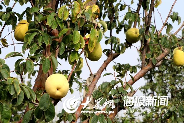 木瓜树变成“摇钱树”山东最大的木瓜种植基地在定陶这里