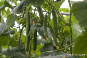 黄瓜和番茄种植(种植黄瓜、豆角和番茄，先把这些核心问题弄明白，想长不好都很难)