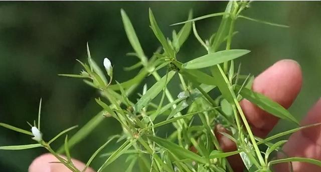 蛇舌草：长得平凡却是毒蛇克星，人称“蛇总管”，认识一下不吃亏