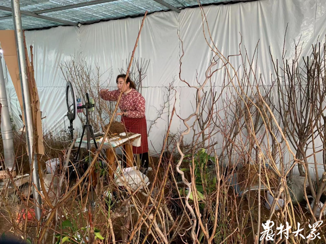 从蓝莓石榴到苹果葡萄，矮化上盆的果品种苗成直播销售新热点