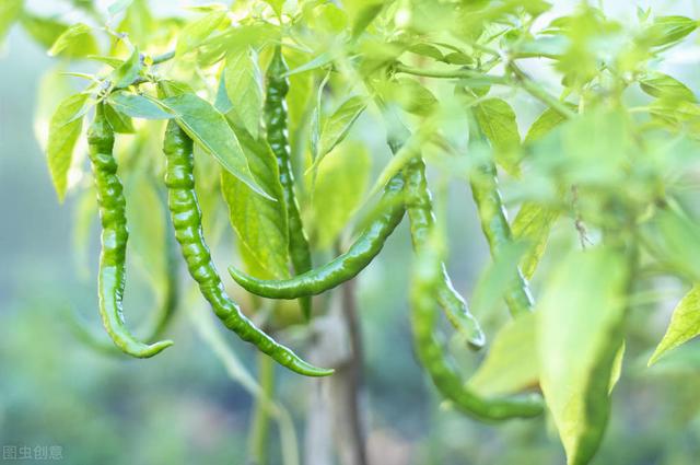 家庭阳台种植辣椒，方法既简单又方便，不妨学习一下